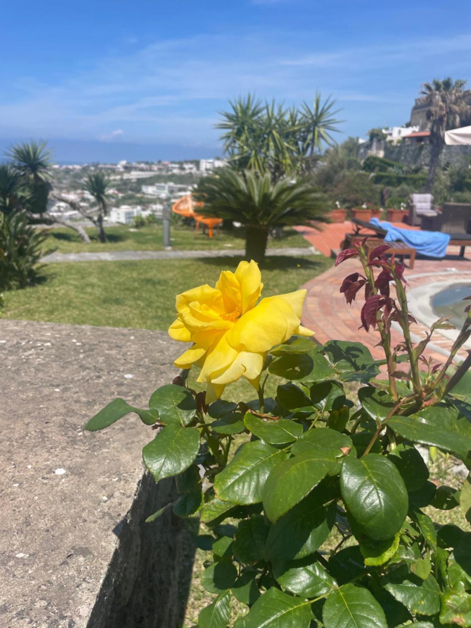 La Dimora Di Zoe * Forio (Isola d'Ischia)